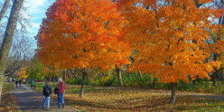Fall colors on walking path at Lake Harriet